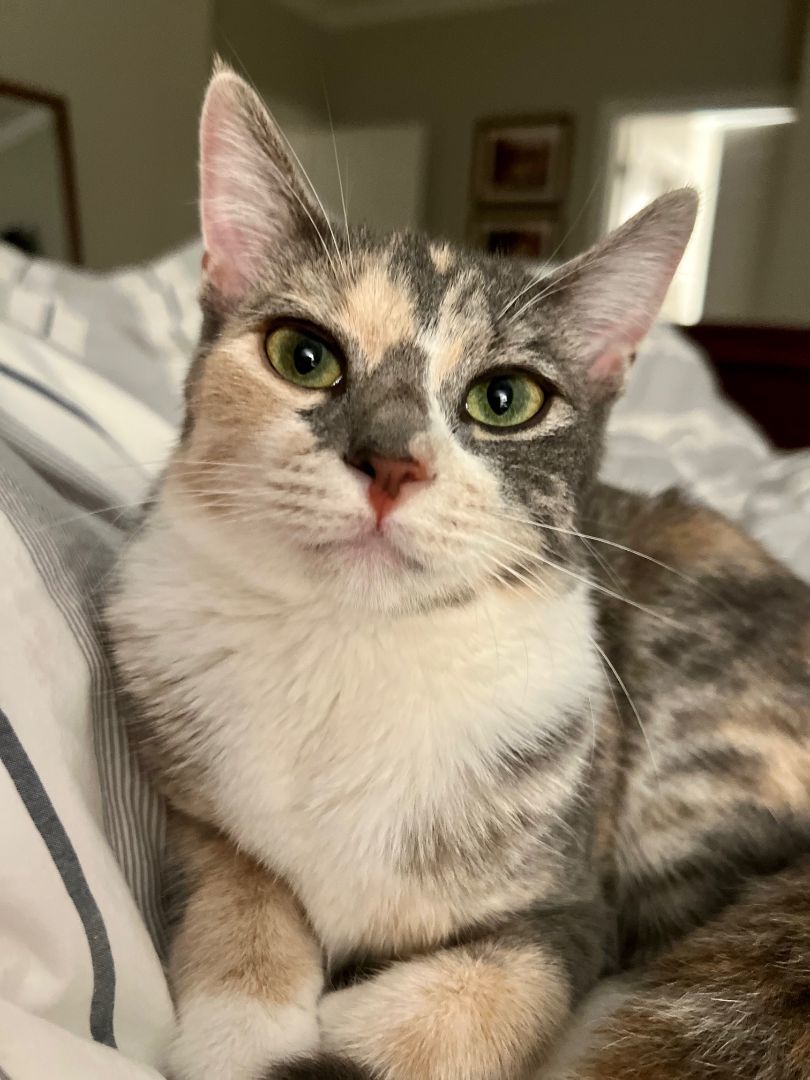 Paisley, a Adopted American Shorthair in Davidson, NC image 2/5