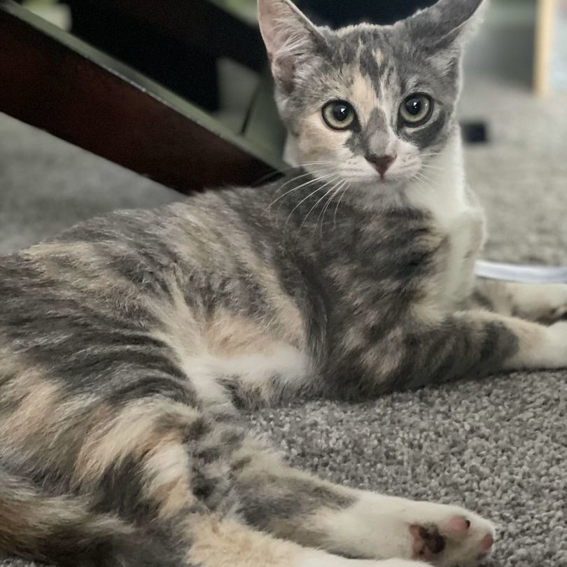 Paisley, a Adopted American Shorthair in Davidson, NC image 3/5