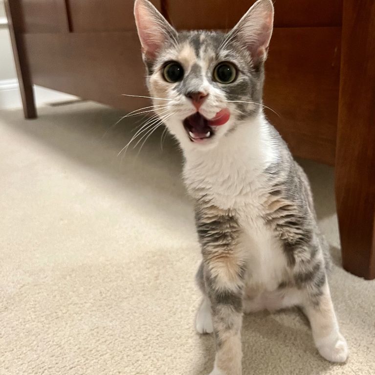 Paisley, a Adopted American Shorthair in Davidson, NC image 4/5