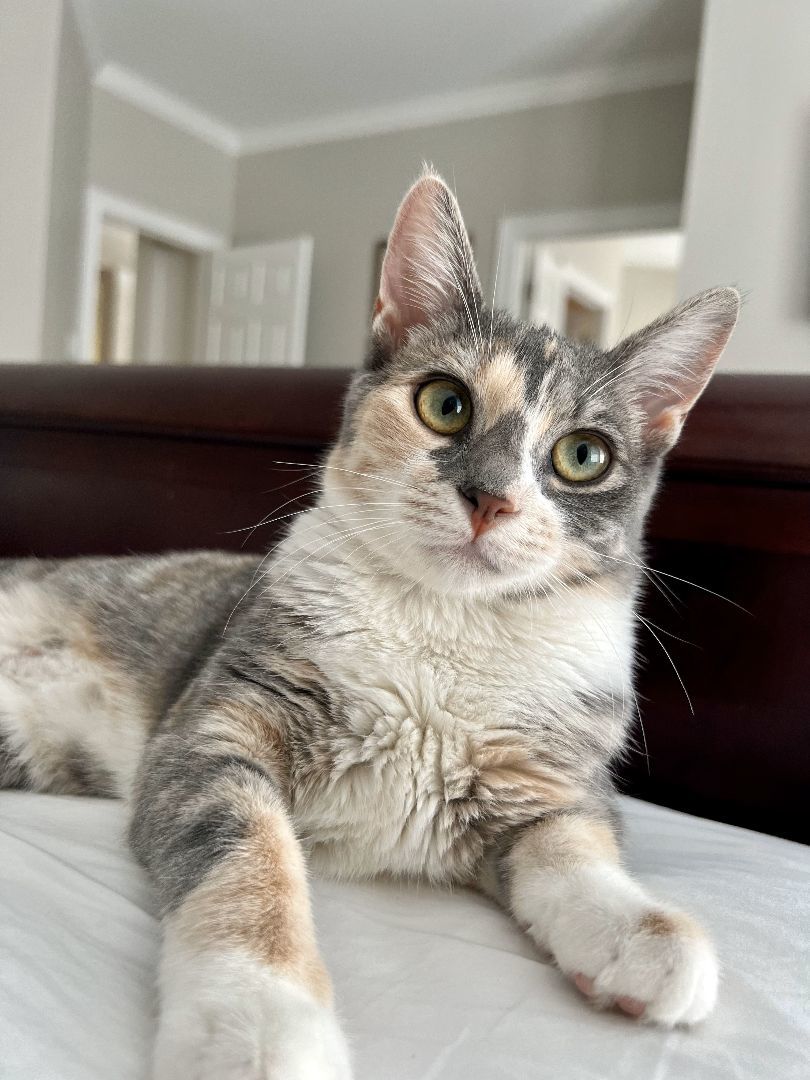 Paisley, a Adopted American Shorthair in Davidson, NC image 5/5