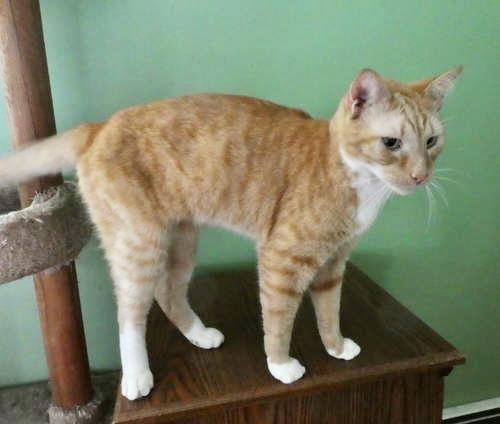 Goose  Willow Grove thumbnail 2