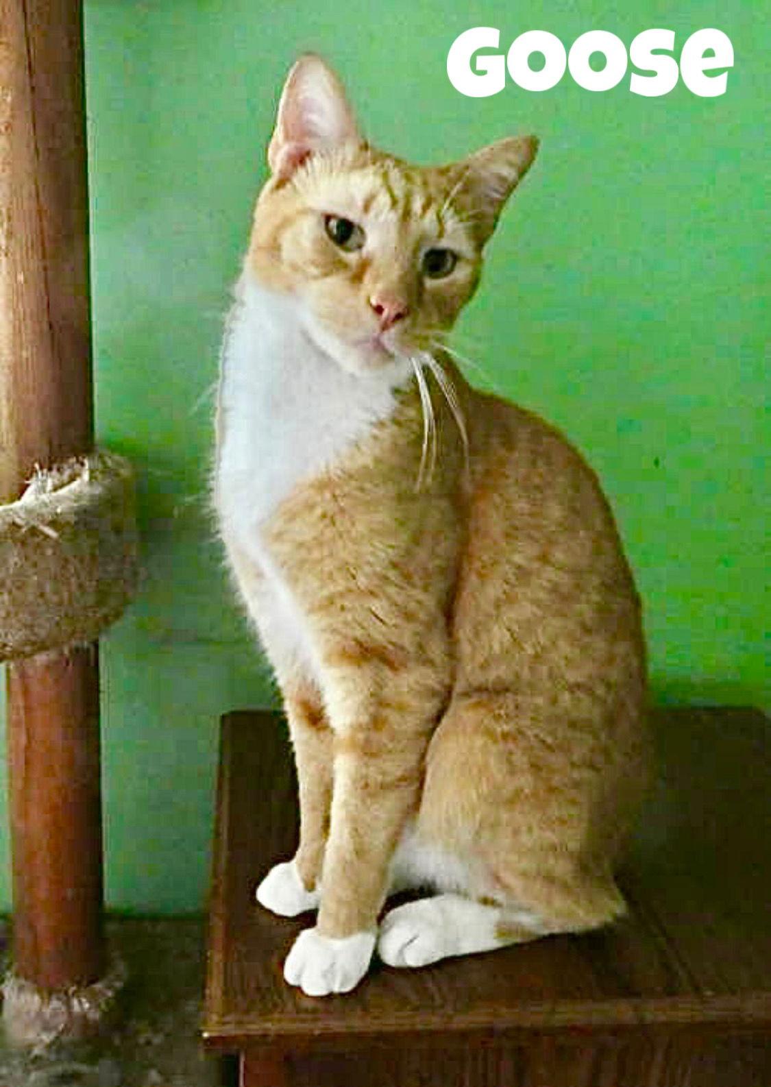 Goose  Willow Grove thumbnail 3