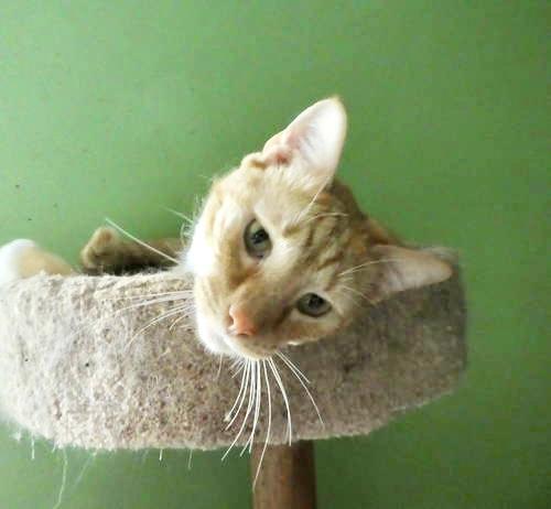 Goose  Willow Grove thumbnail 3