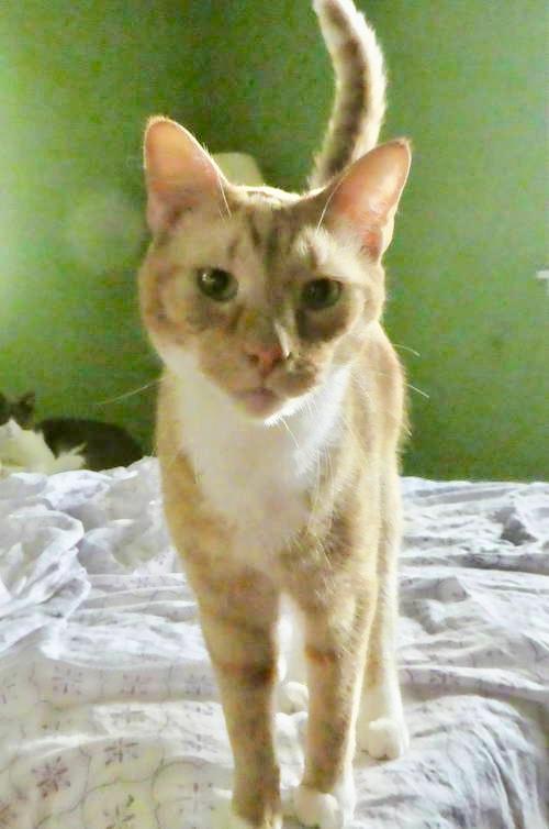 Goose  Willow Grove thumbnail 4