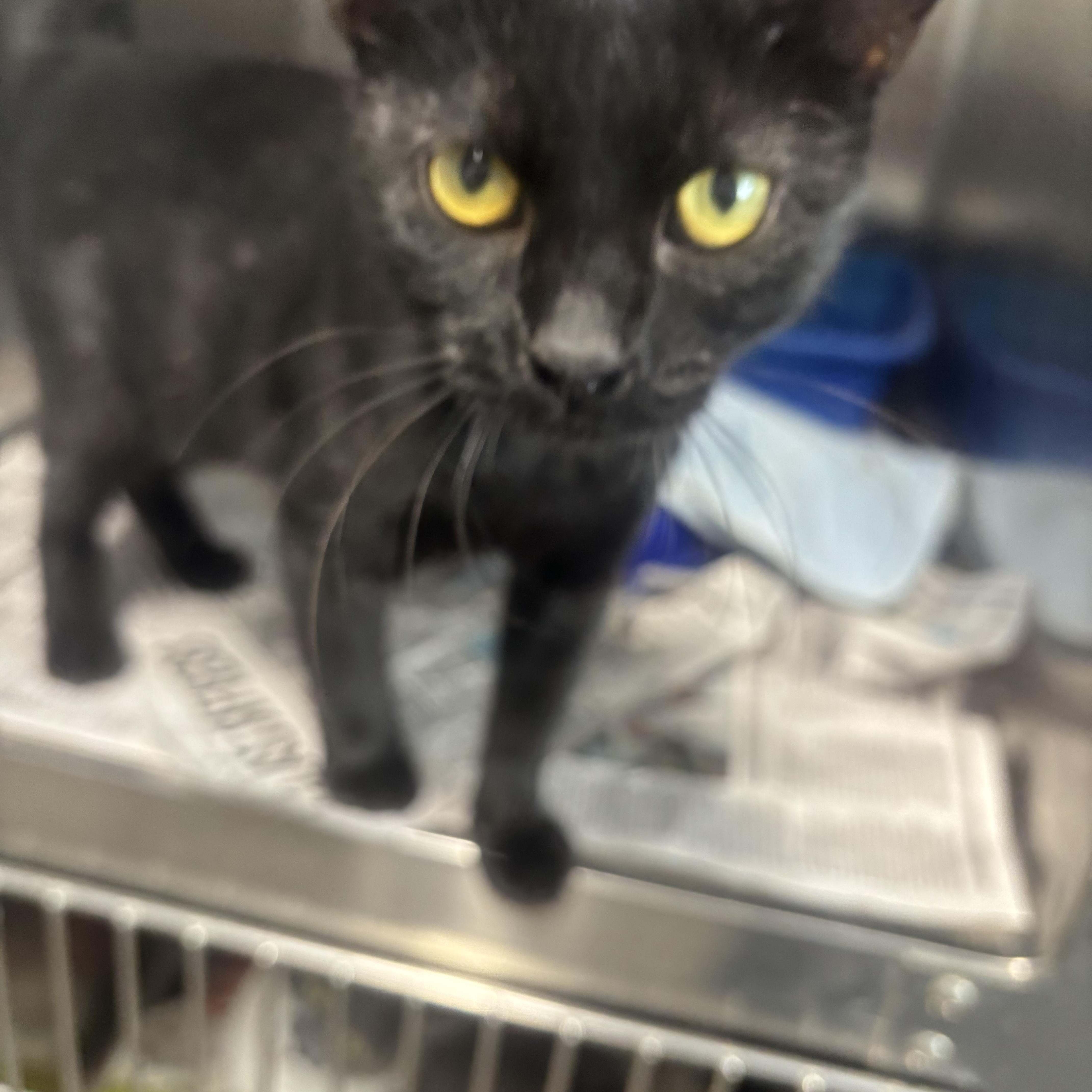 Enlarge Spice, a Adoptable Domestic Short Hair in Rogersville, TN image 1/2