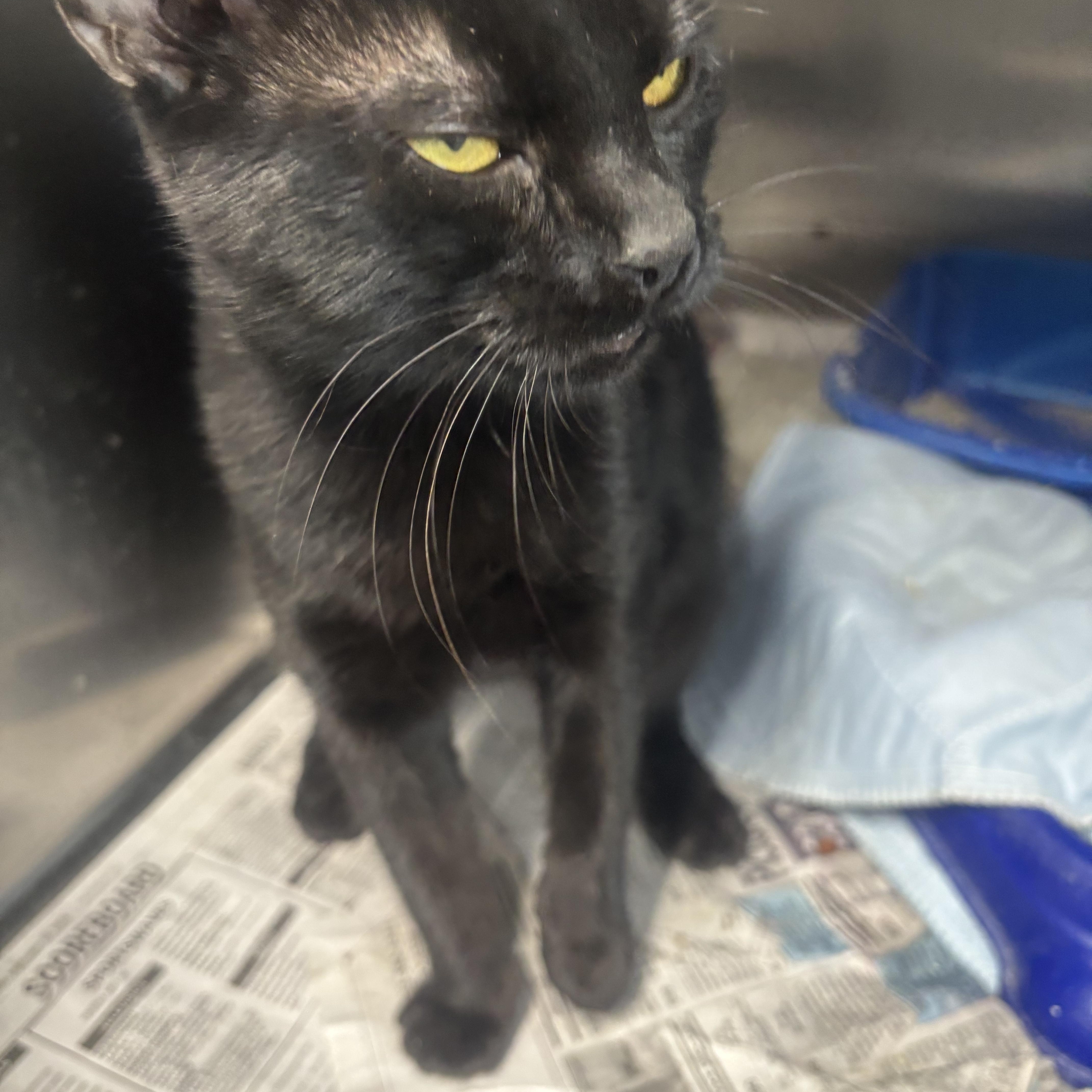 Enlarge Spice, a Adoptable Domestic Short Hair in Rogersville, TN image 2/2