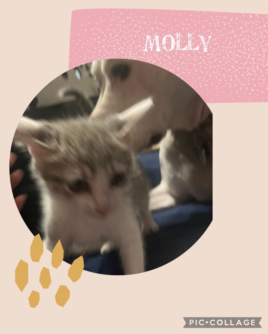 Molly, Baby Female unknown