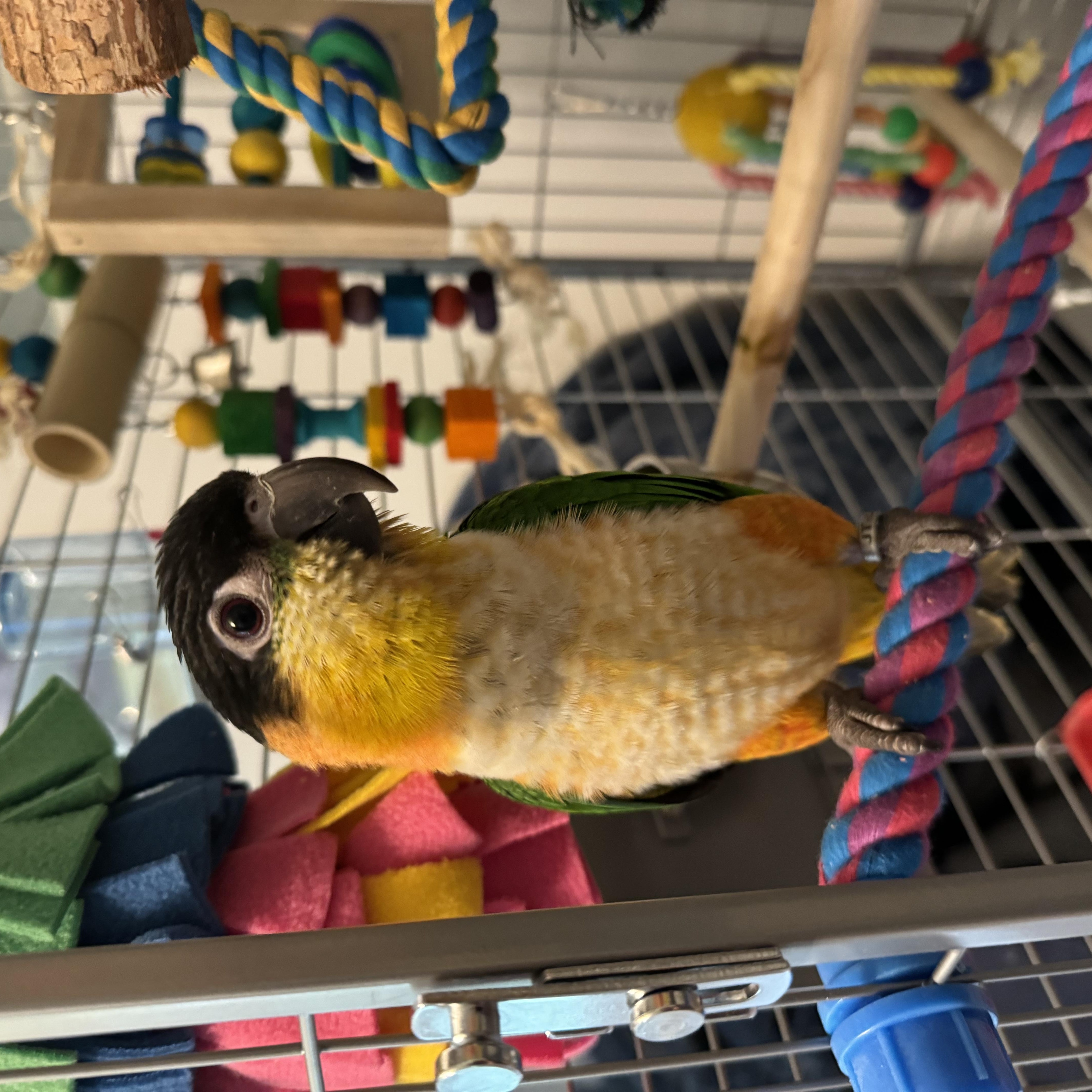 Beto (Anchorage), ADOPTABLE, Adult Male Caique.