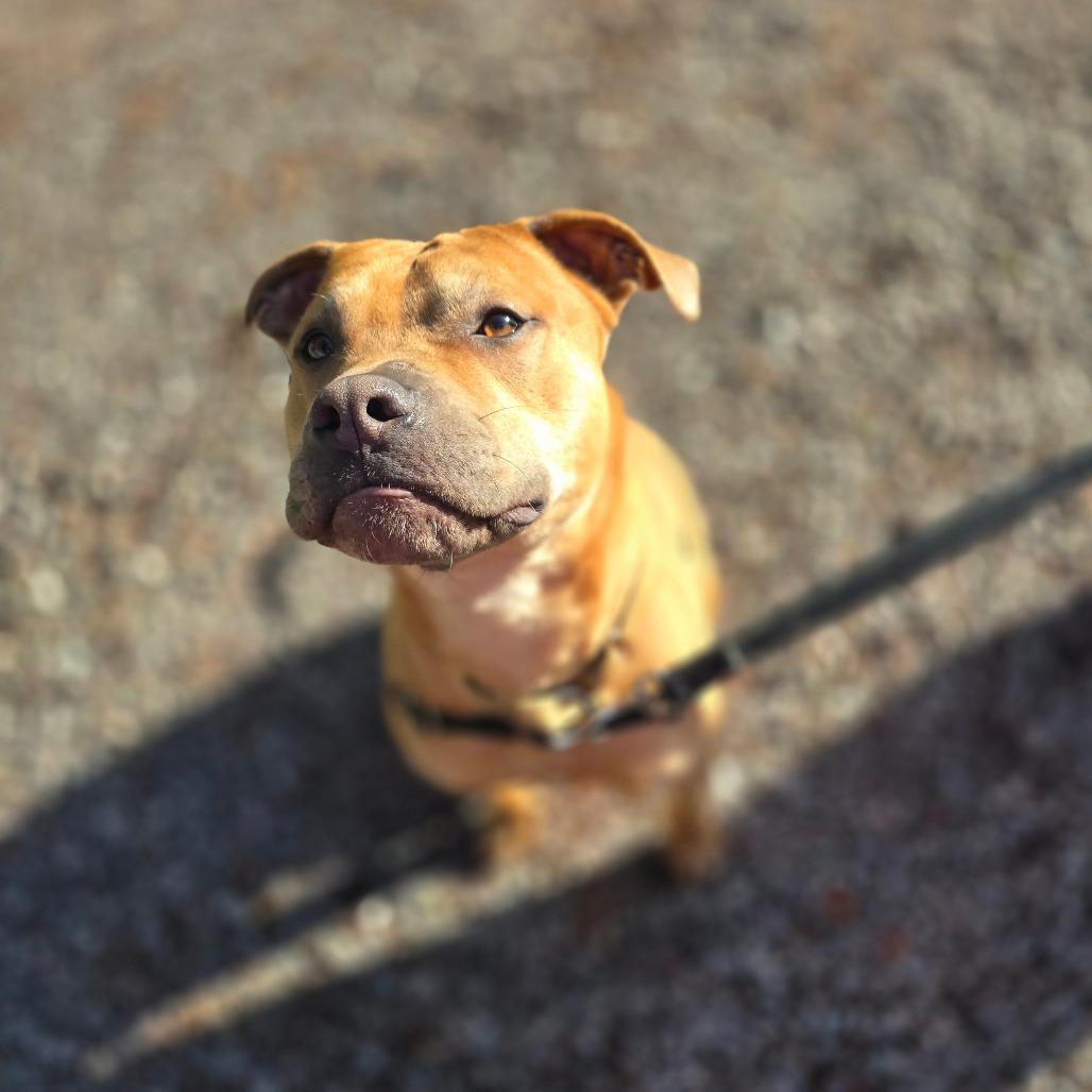 Lemmy, Adoptable, Adult Male Mixed Breed.