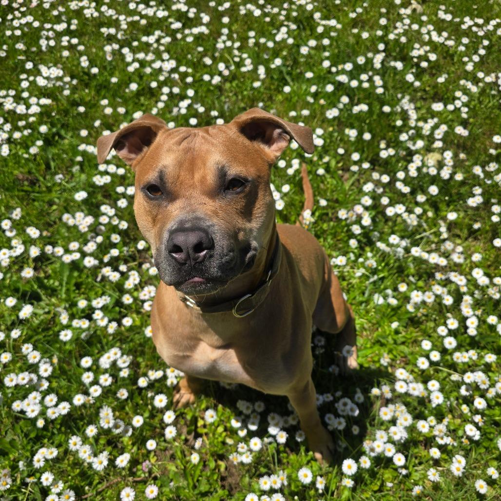 Enlarge Lemmy, a Adoptable Mixed Breed in Fort Bragg, CA image 2/6