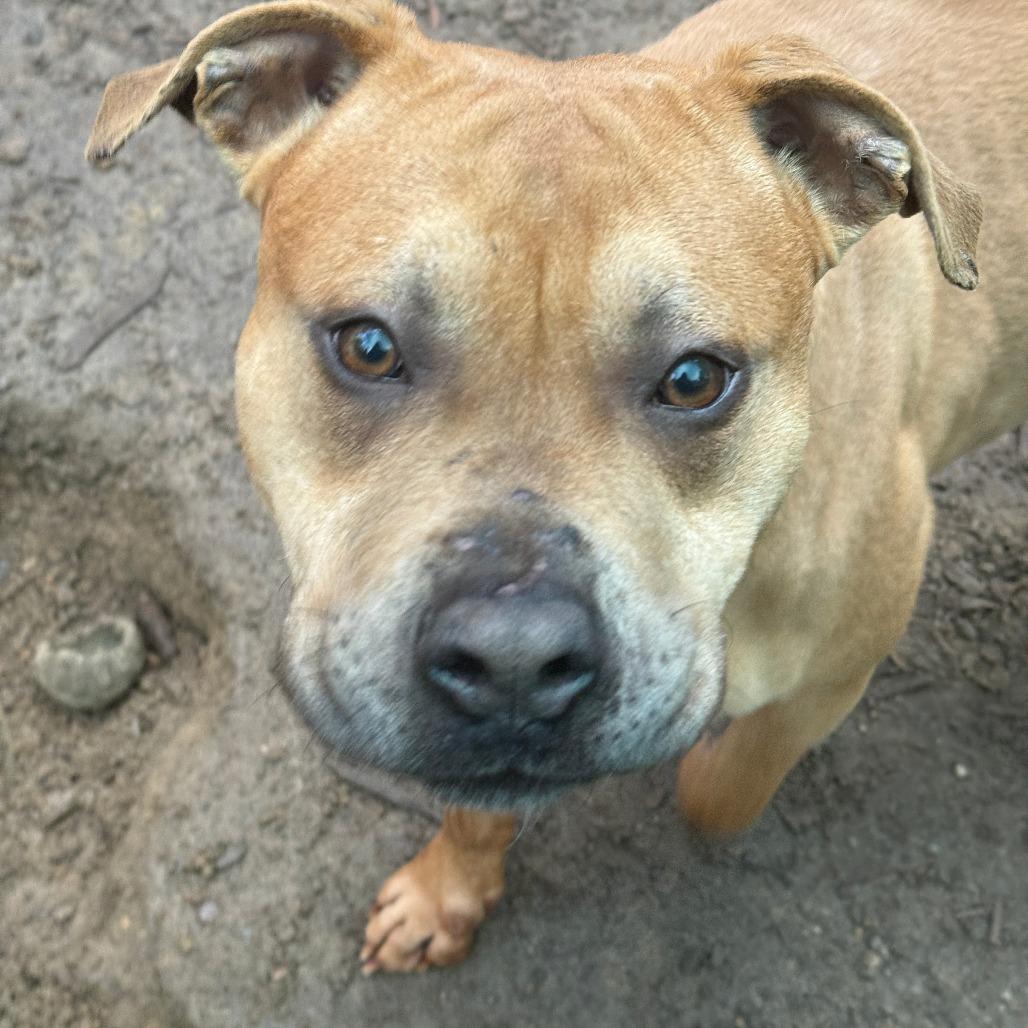 Enlarge Lemmy, a Adoptable Mixed Breed in Fort Bragg, CA image 1/1