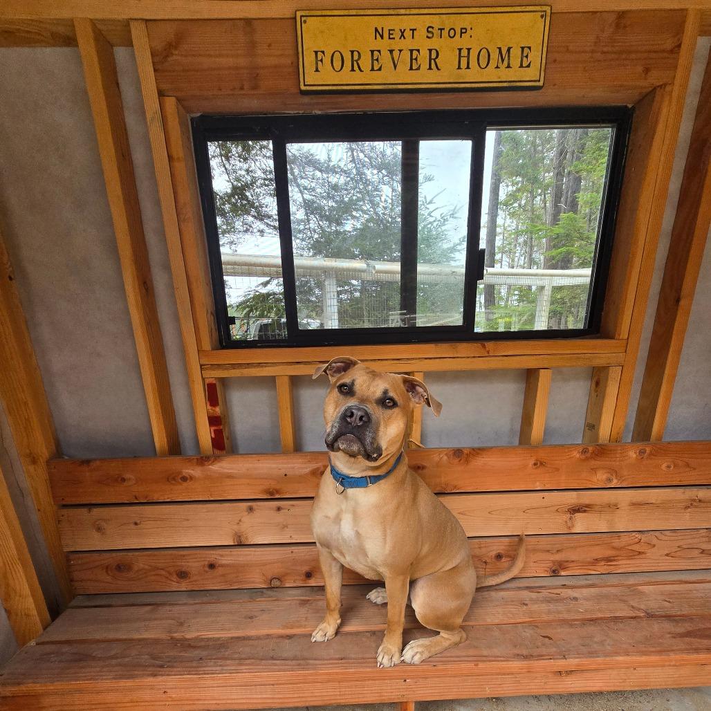 Enlarge Lemmy, a Adoptable Mixed Breed in Fort Bragg, CA image 3/6