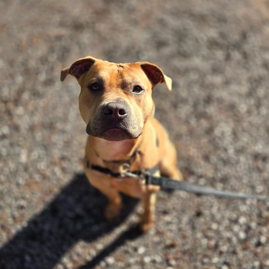 Enlarge Lemmy, a Adoptable Mixed Breed in Fort Bragg, CA image 3/5