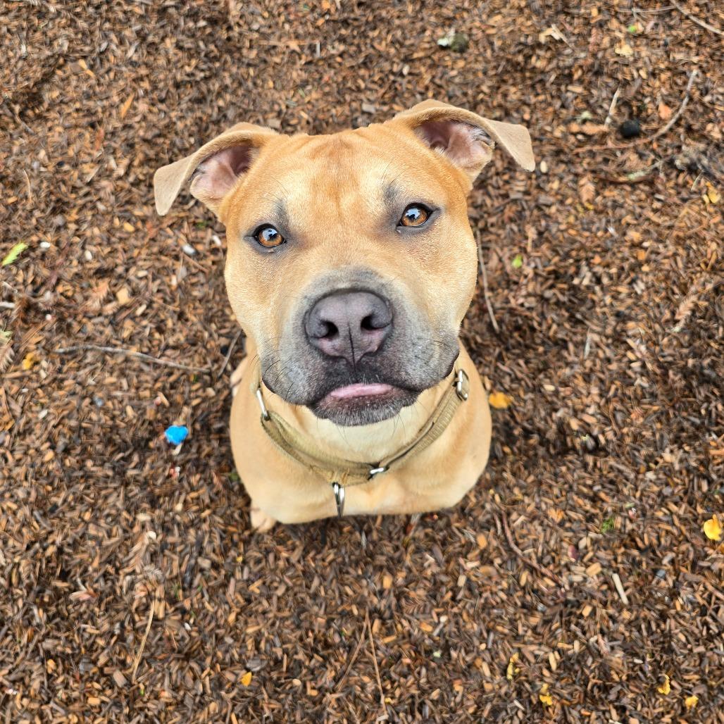 Lemmy, a Adoptable Mixed Breed in Fort Bragg, CA image 5/6
