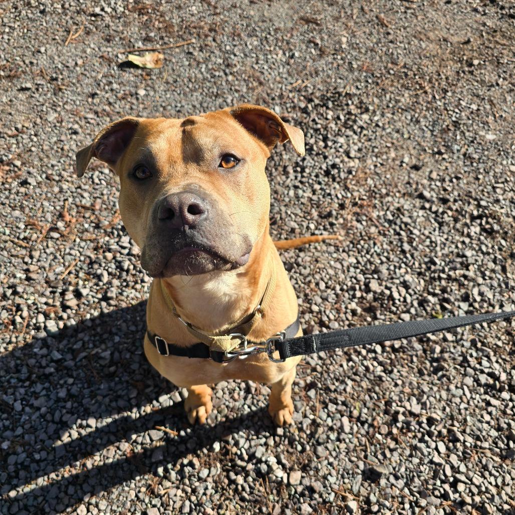 Enlarge Lemmy, a Adoptable Mixed Breed in Fort Bragg, CA image 5/5