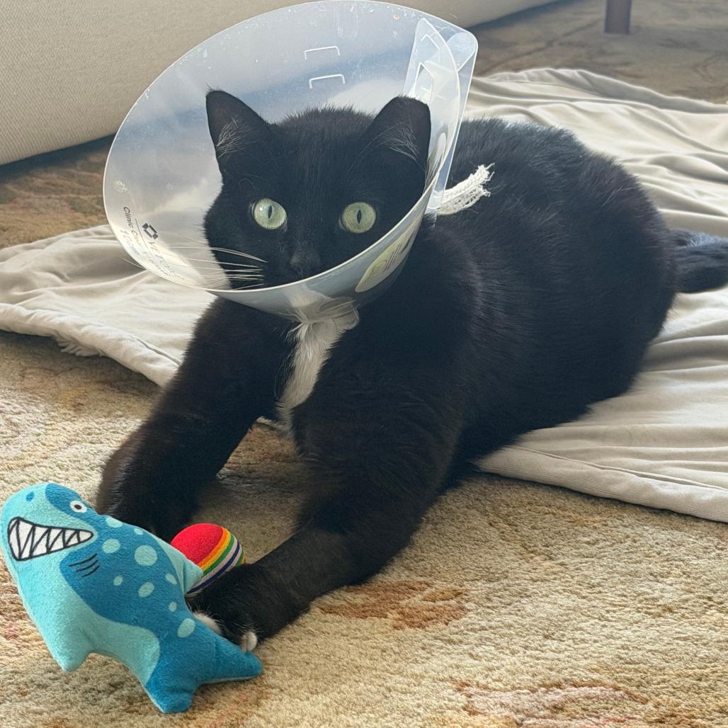Cali, Adoptable, Adult Female Domestic Short Hair.
