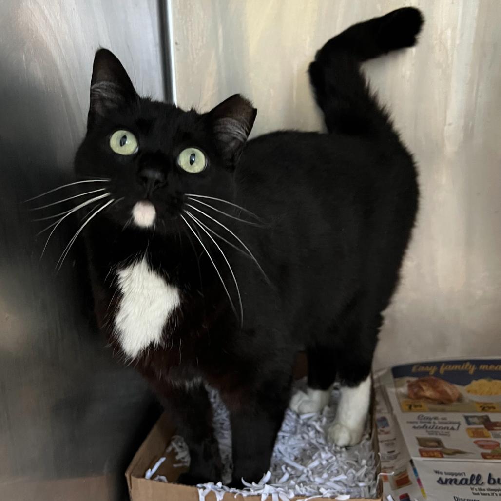 Enlarge Cali, a Adoptable Domestic Short Hair in New York, NY image 2/6