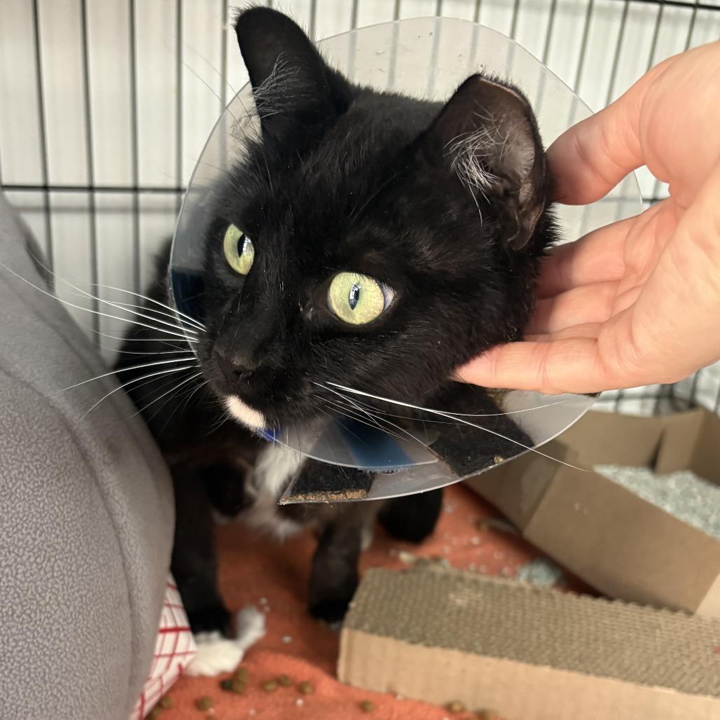 Enlarge Cali, a Adoptable Domestic Short Hair in New York, NY image 3/6