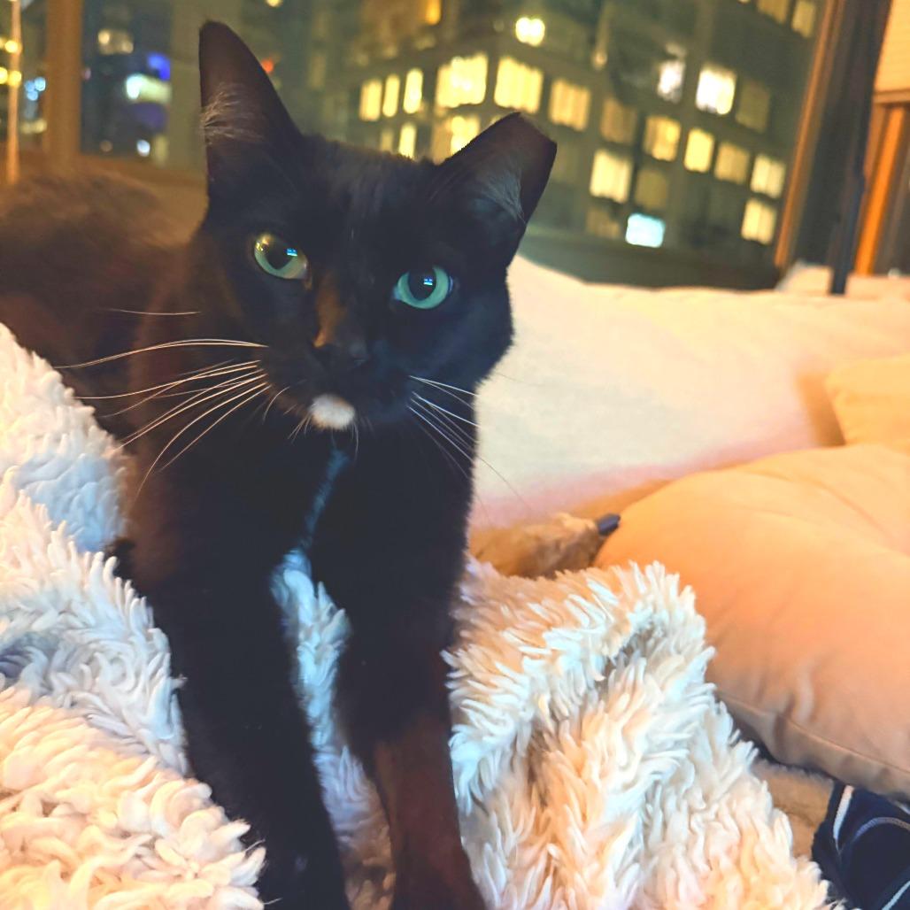 Enlarge Cali, a Adoptable Domestic Short Hair in New York, NY image 4/6