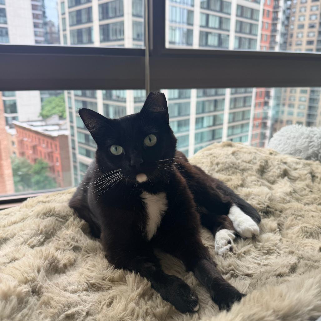 Enlarge Cali, a Adoptable Domestic Short Hair in New York, NY image 5/6