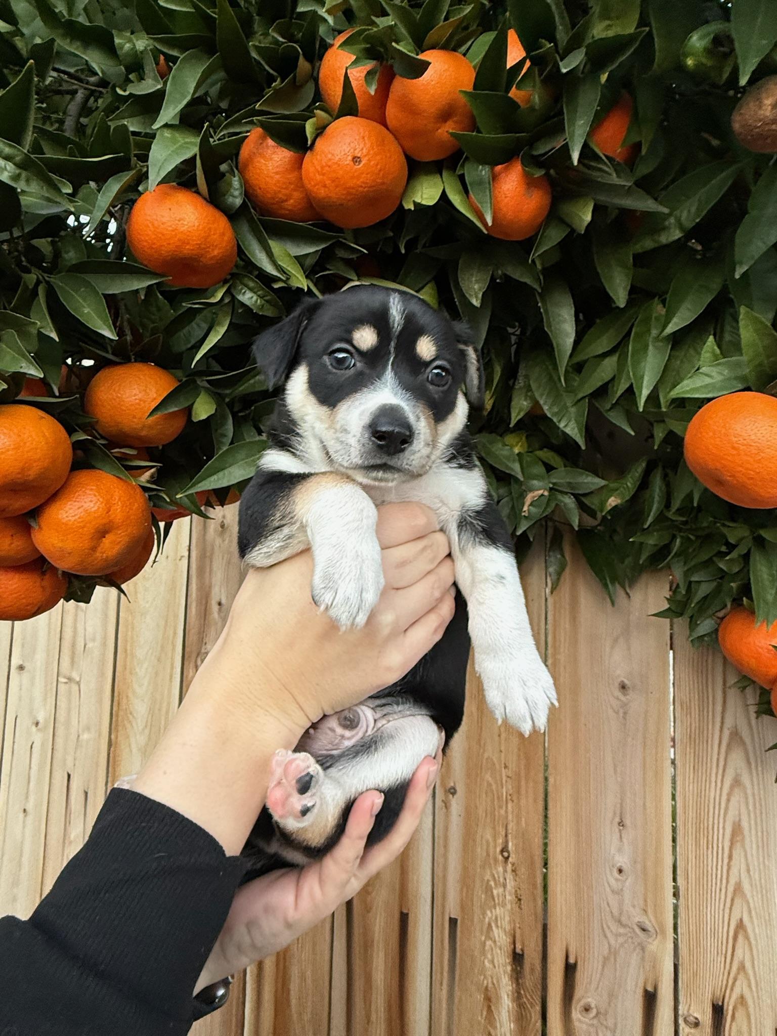 Enlarge Jack, a Adoptable mixed breed in Rancho Santa Fe, CA image 3/4