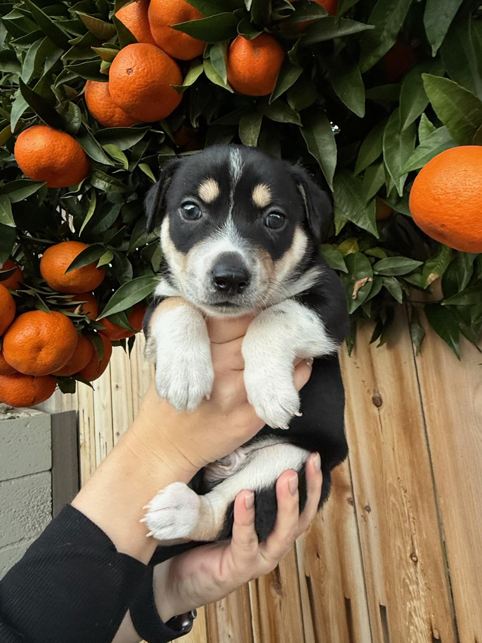 Enlarge Jack, a Adoptable mixed breed in Rancho Santa Fe, CA image 2/4