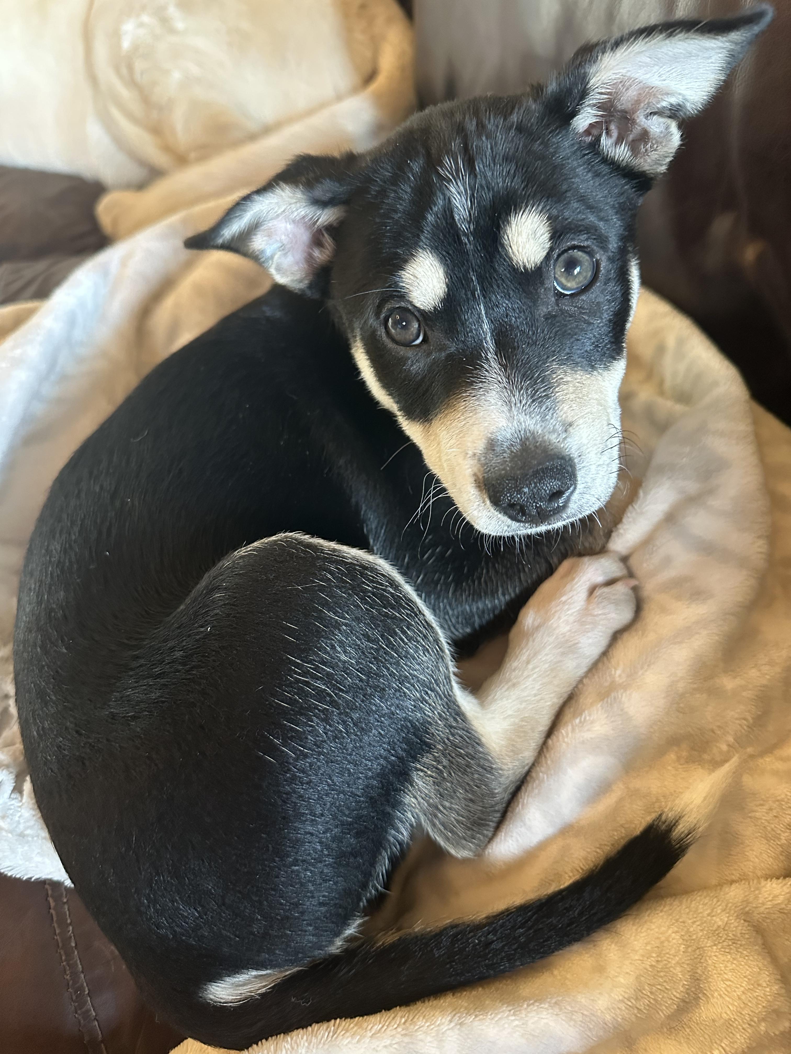 Jack, Adoptable, Puppy Male Mixed Breed.