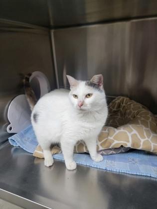 Puzzle, Adoptable, Adult Female Domestic Short Hair & Domestic Short Hair.
