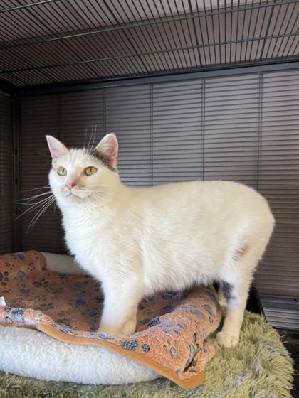 Puzzle, Adoptable, Adult Female Domestic Short Hair & Domestic Short Hair.