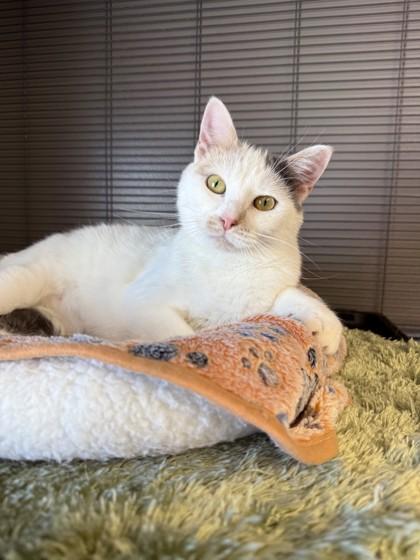 Enlarge Puzzle, a Adoptable mixed breed in Fergus Falls, MN image 2/3