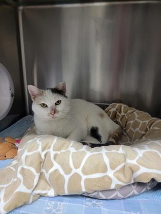 Puzzle, a Adoptable mixed breed in Fergus Falls, MN image 2/2