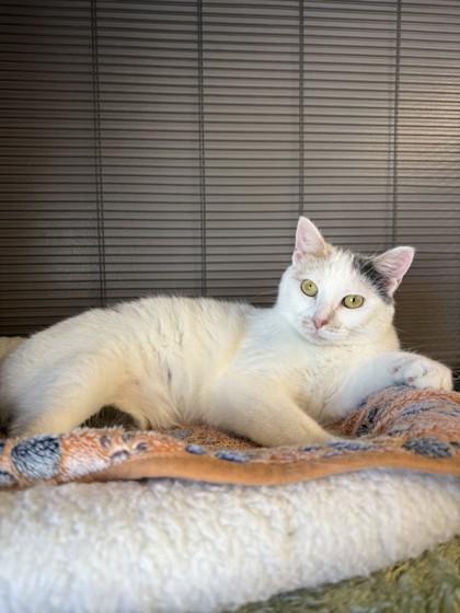Enlarge Puzzle, a Adoptable mixed breed in Fergus Falls, MN image 3/3