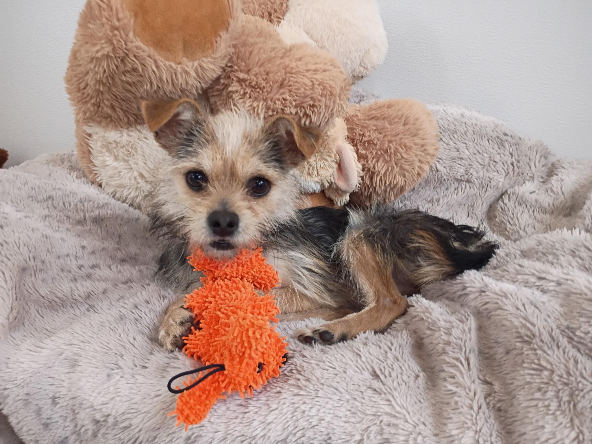 Dodger’s Big Jump Home thumbnail 2