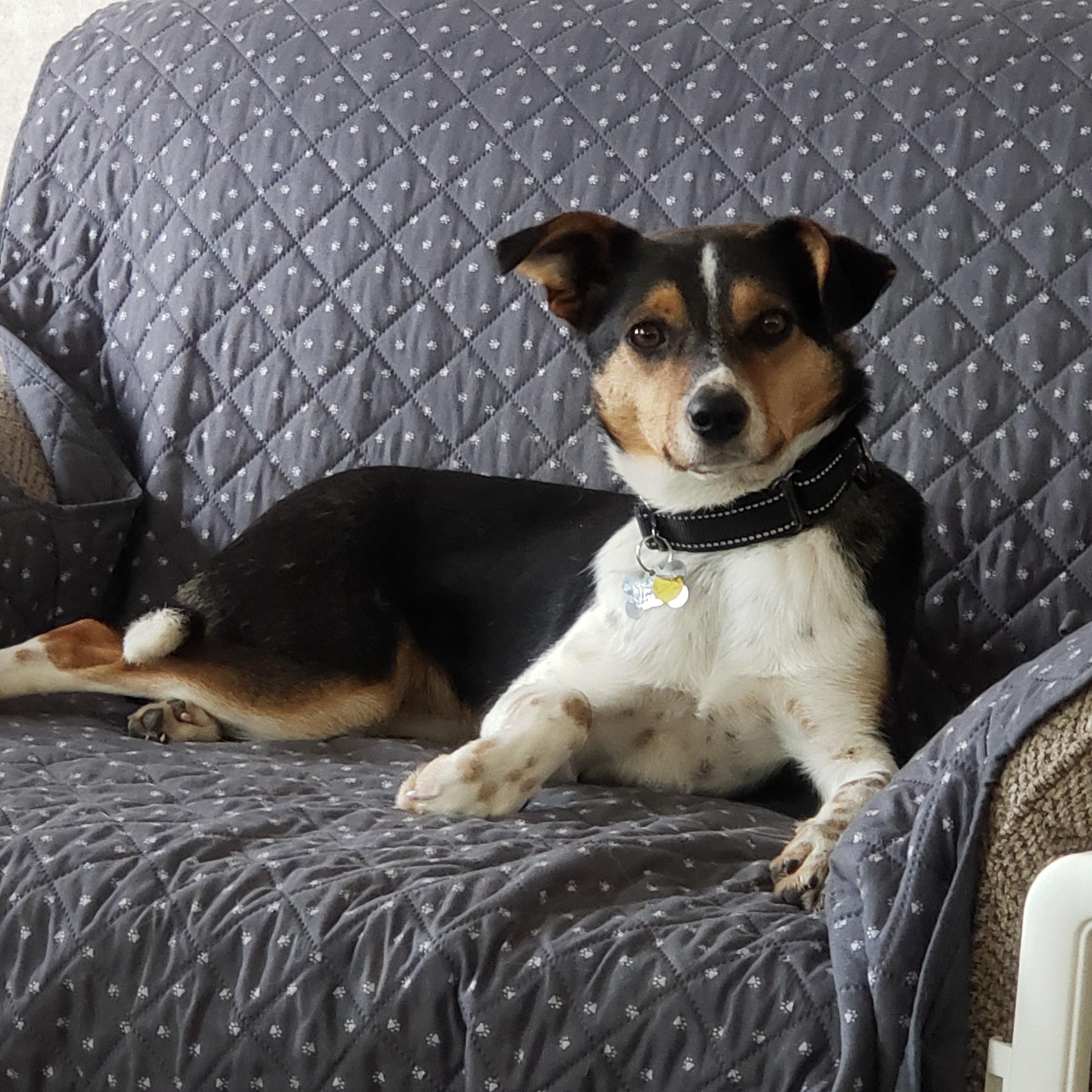 Lady, Adoptable, Young Female Whippet & Hound.