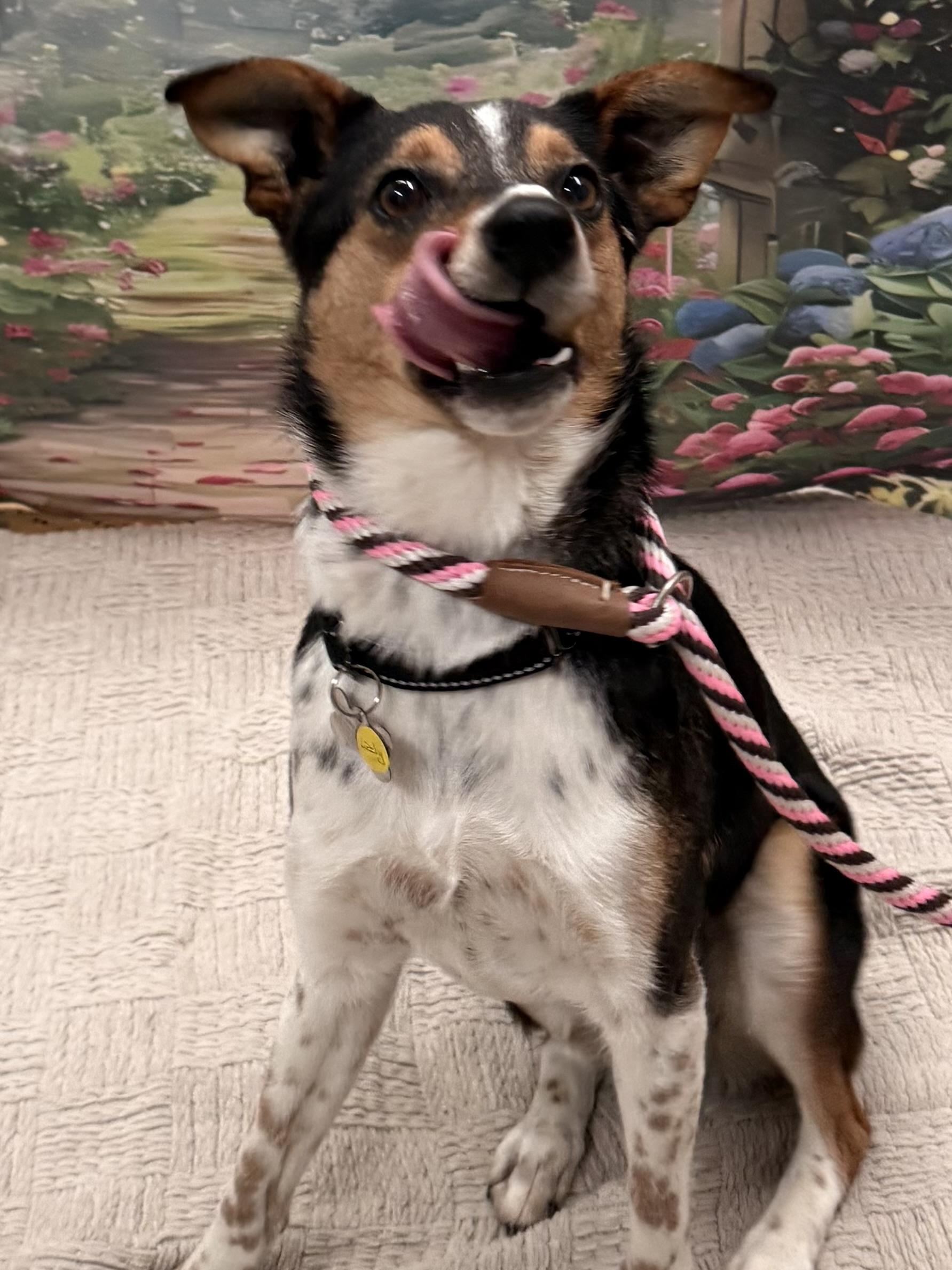 Enlarge Lady, a Adoptable mixed breed in Albany, NY image 3/6