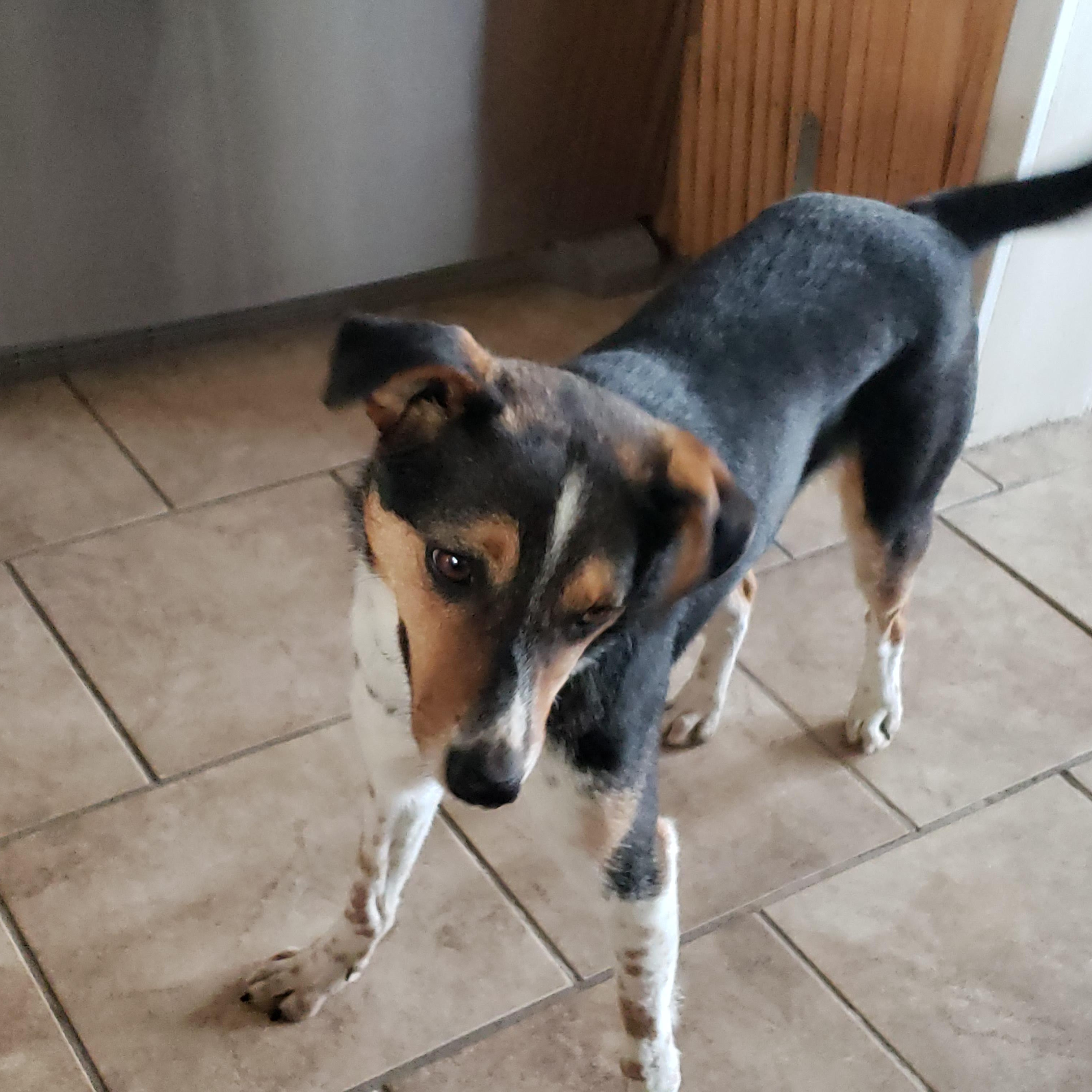 Enlarge Lady, a Adoptable mixed breed in Albany, NY image 5/6