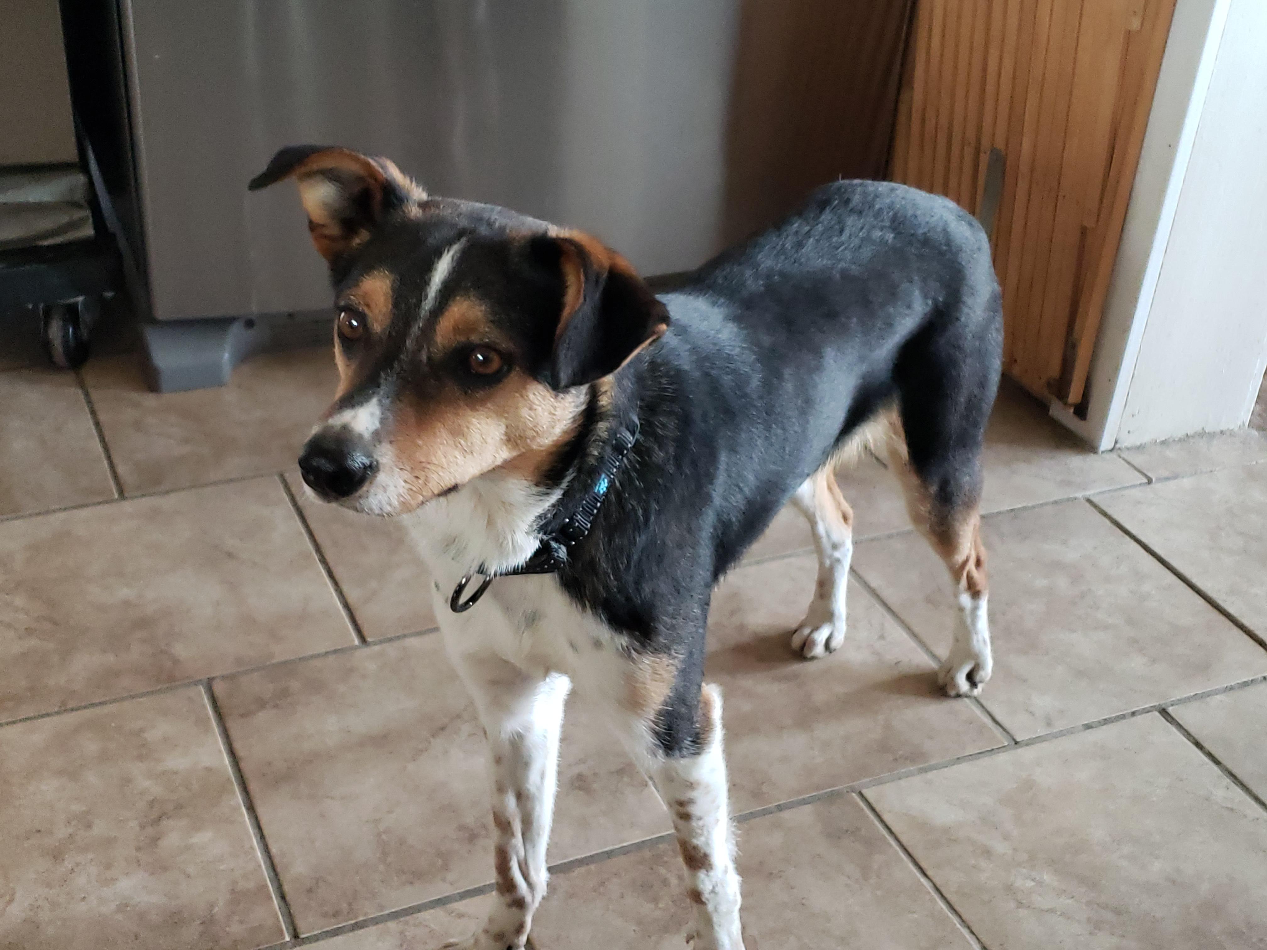 Enlarge Lady, a Adoptable mixed breed in Albany, NY image 4/6