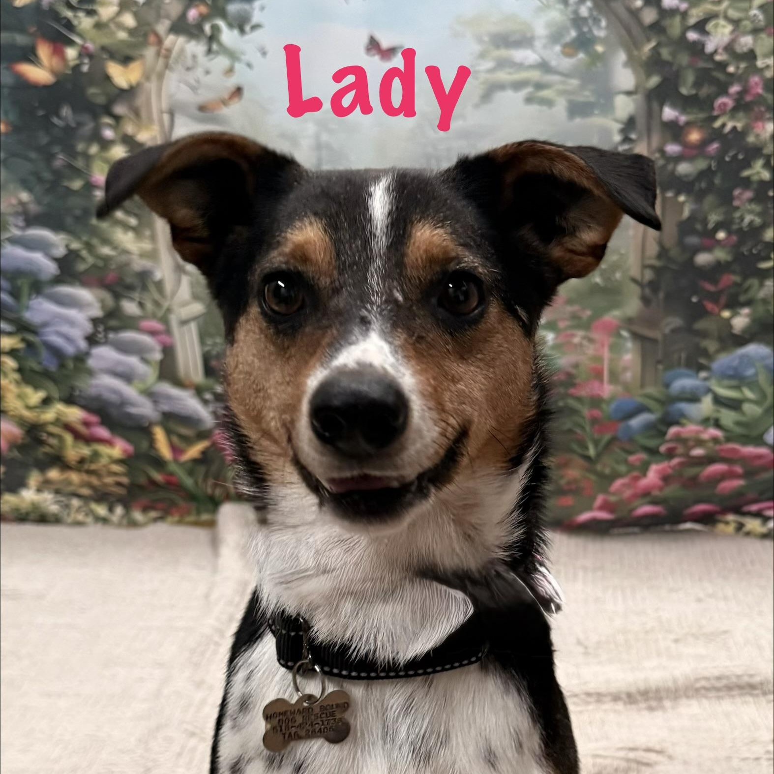 Enlarge Lady, a Adoptable mixed breed in Albany, NY image 2/6