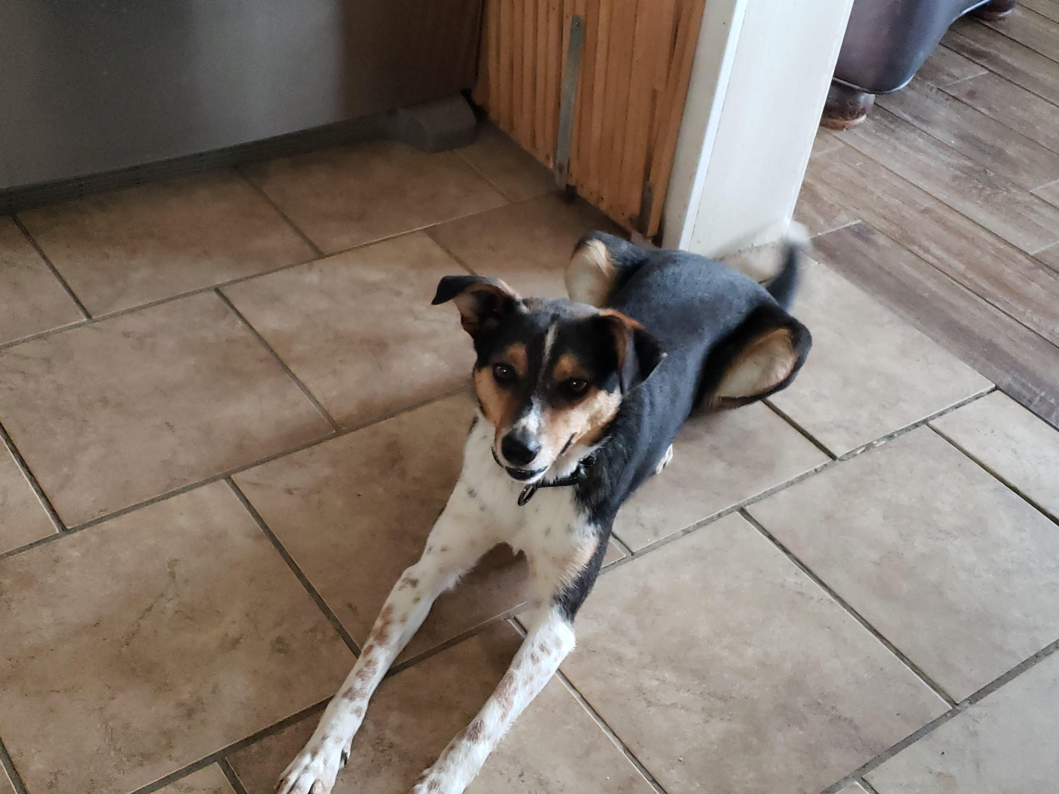 Enlarge Lady, a Adoptable mixed breed in Albany, NY image 6/6