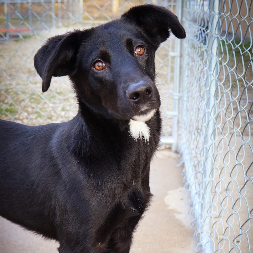 Enlarge Sage, an adoptable mixed breed in Hollister, MO image 1/4