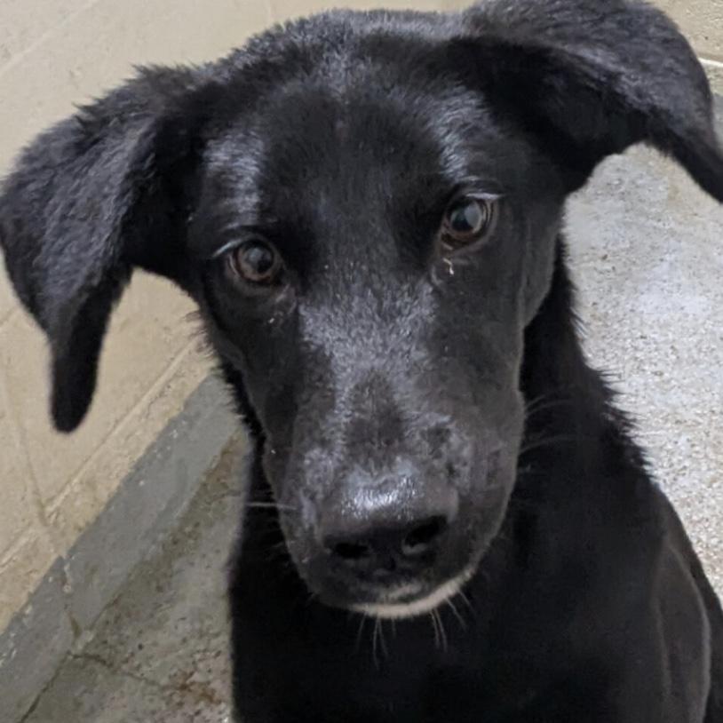 Enlarge Sage, an adoptable mixed breed in Hollister, MO image 3/4