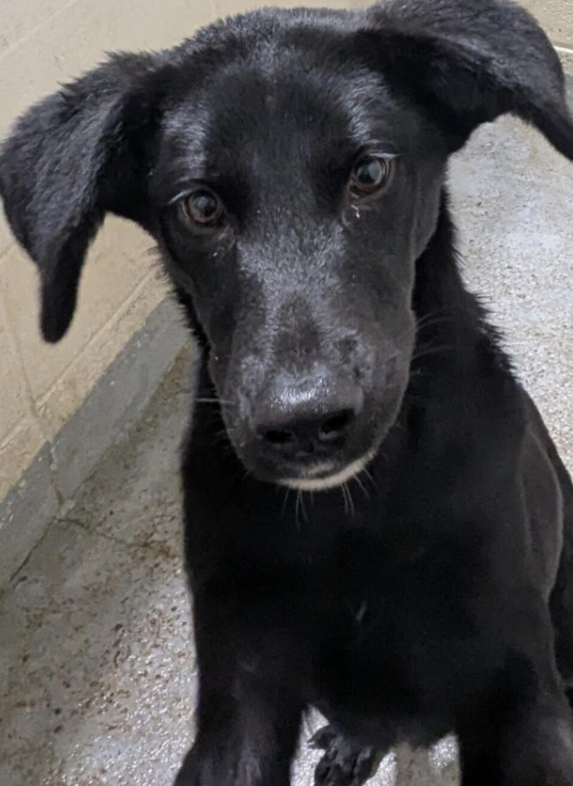 Enlarge Sage, a ADOPTABLE mixed breed in Hollister, MO image 2/2