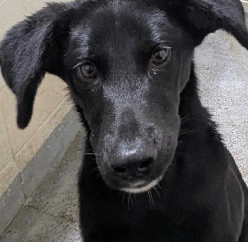 Enlarge Sage, a ADOPTABLE mixed breed in Hollister, MO image 1/2