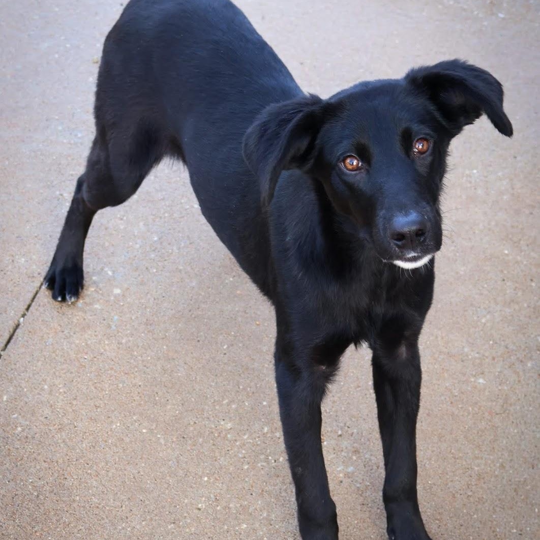 Enlarge Sage, an adoptable mixed breed in Hollister, MO image 4/4