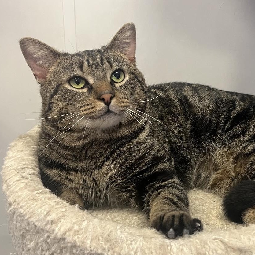 Jack, an adoptable Domestic Short Hair Mix in Dunkirk, NY_image-1