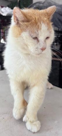 Cat for adoption - Gus, a Domestic Short Hair in Hillsboro, OR | Petfinder