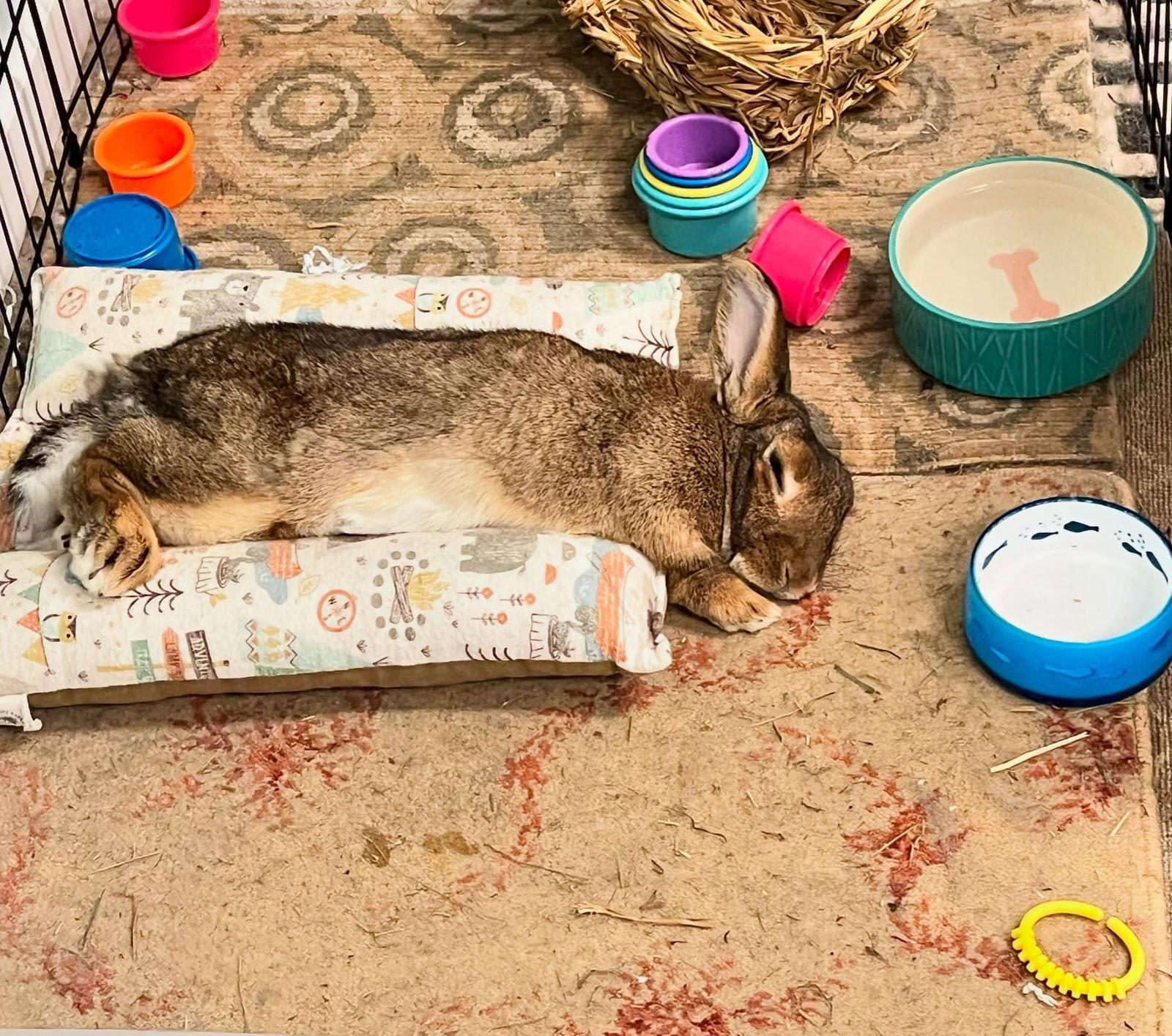 Freya, a Adopted Dwarf in Farmingdale, NY image 1/2