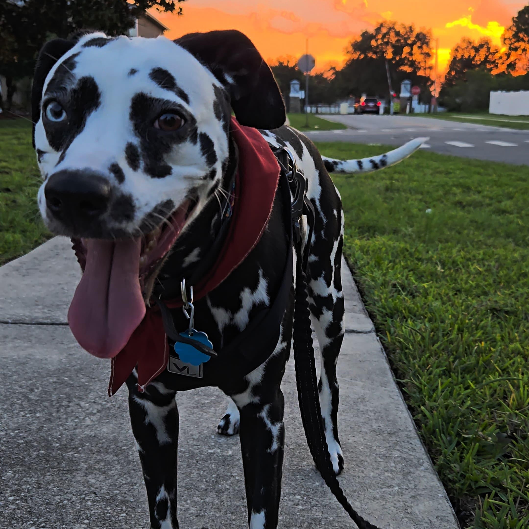 Lady-Kissimmee, FL
