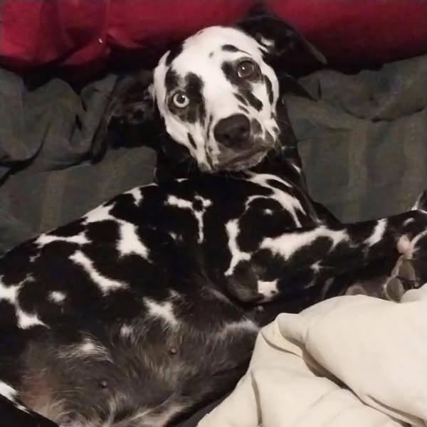 Lady-ADOPTION PENDING