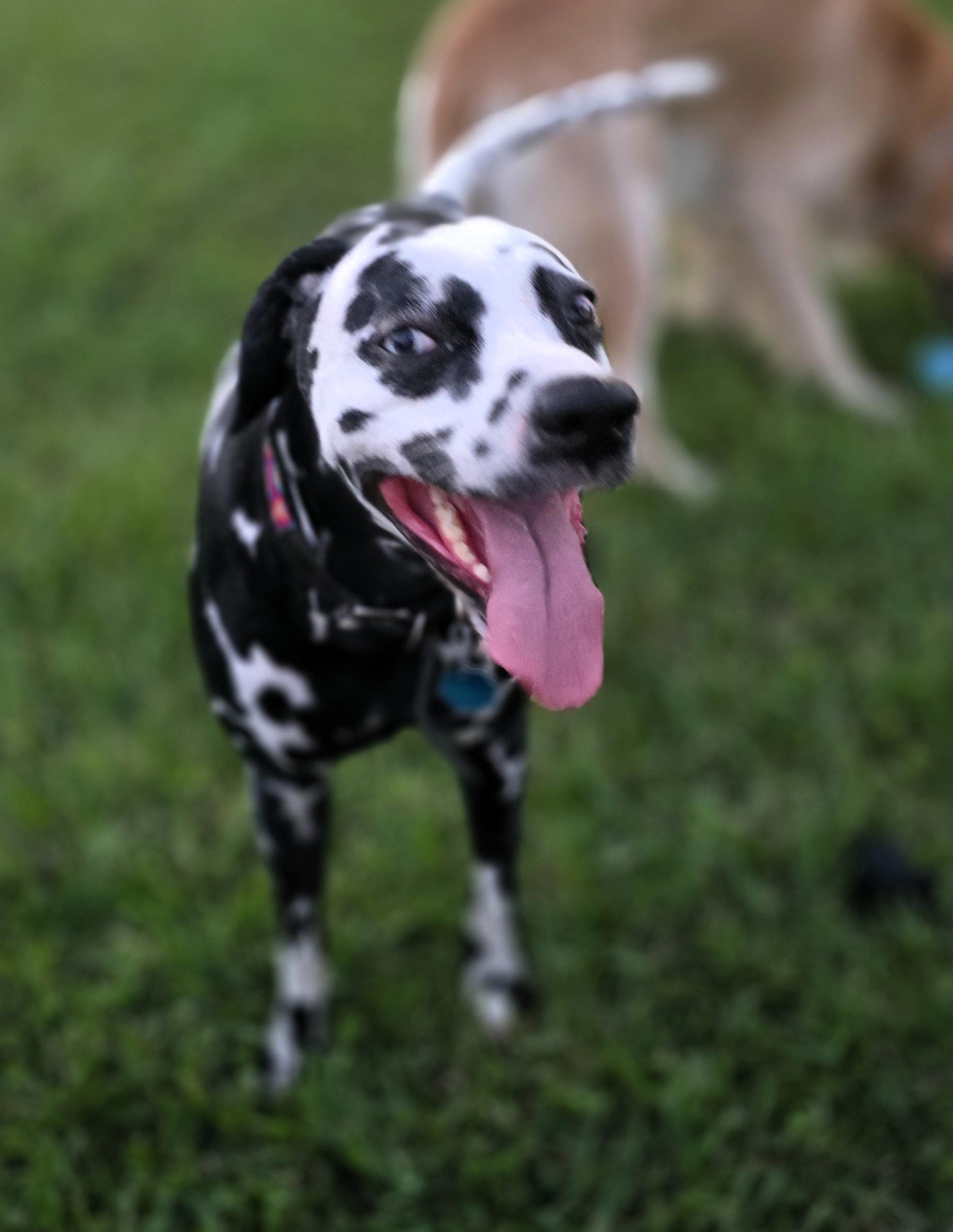 Lady-ADOPTION PENDING